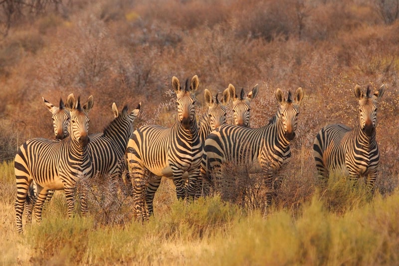 Game Drive