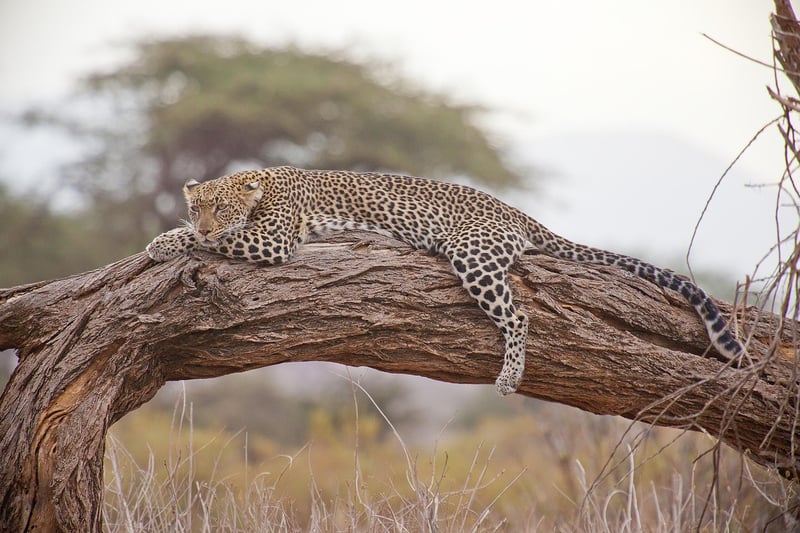 Cultural Safari