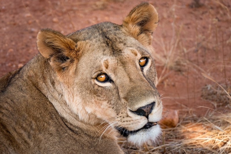 Kruger National Park